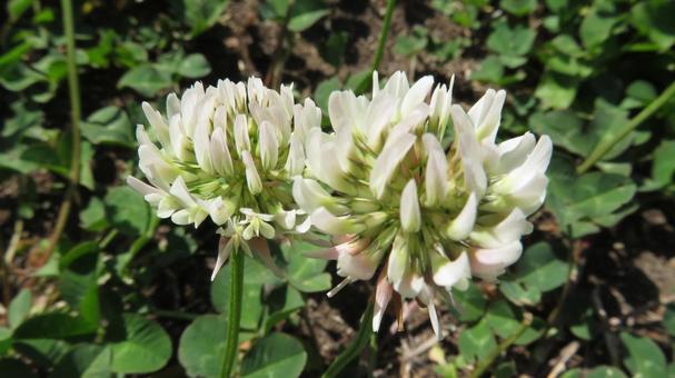 クローバーの花（シロツメクサ） クローバー,シロツメクサ,四葉のクローバーの写真素材