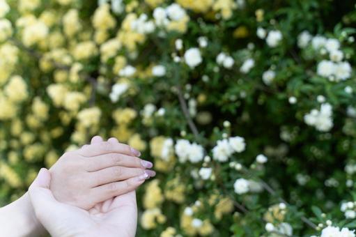 重なる手と咲く白い花々③ 重なる手と咲く白い花々③の写真