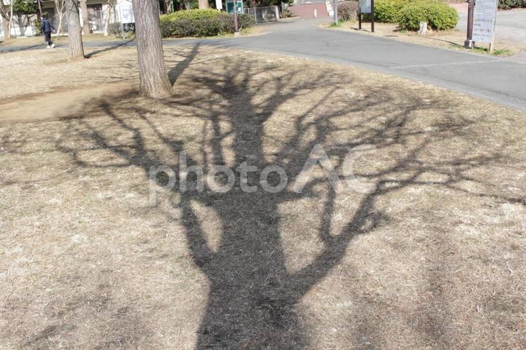 公園の木陰 公園,影,冬の写真素材