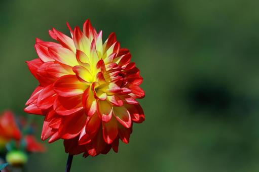 赤と黄色のダリア-1 赤と黄色のダリア-1 ダリア,秋,花の写真素材
