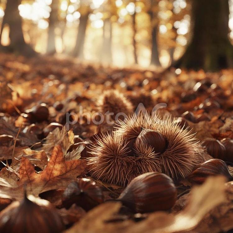 秋の自然の中の栗 栗,実,秋の写真素材