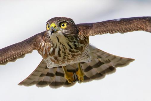 飛行中のツミ幼鳥、クローズアップ ツミ,雀鷹,幼鳥の写真素材