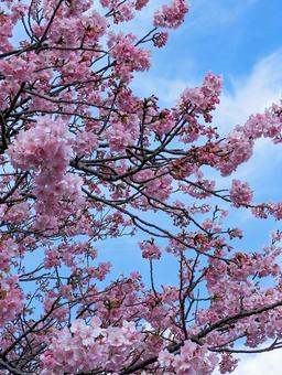 河津桜 桜,春,河津桜の写真素材