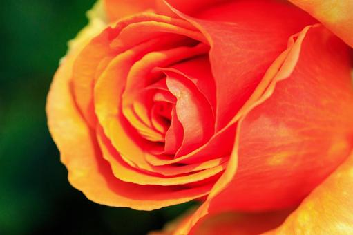 薔薇 薔薇の写真