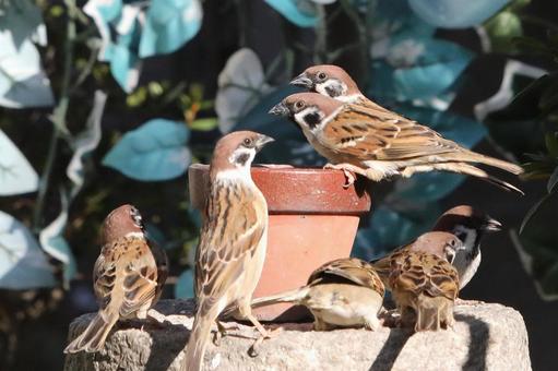すずめ餌場群れ 自然,野鳥,小鳥の写真素材