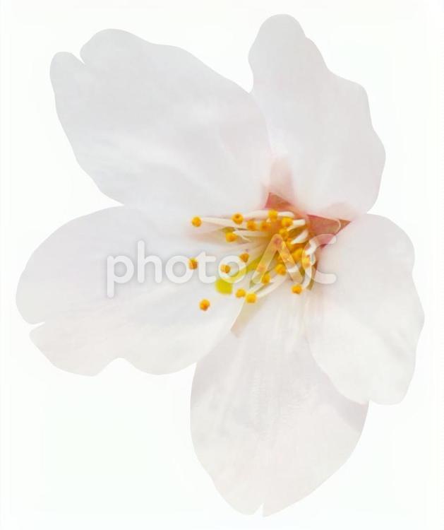 桜（PSDは背景透過・切抜きパス入り） さくら,春,切り抜きの写真素材