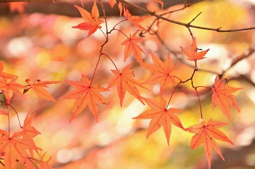 紅葉したもみじの葉 そのまんま公園,小高い丘,紅葉の写真素材