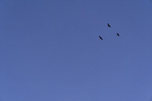 夕暮れの空を飛ぶ鳥 夕暮れの空を飛ぶ鳥 鳥,飛ぶ,飛翔の写真素材