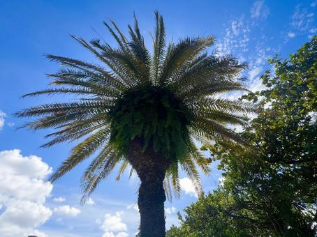 島の空33 木,空,青空の写真素材