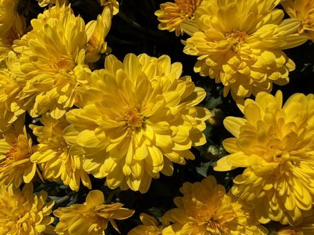 ドーム菊の花の写真