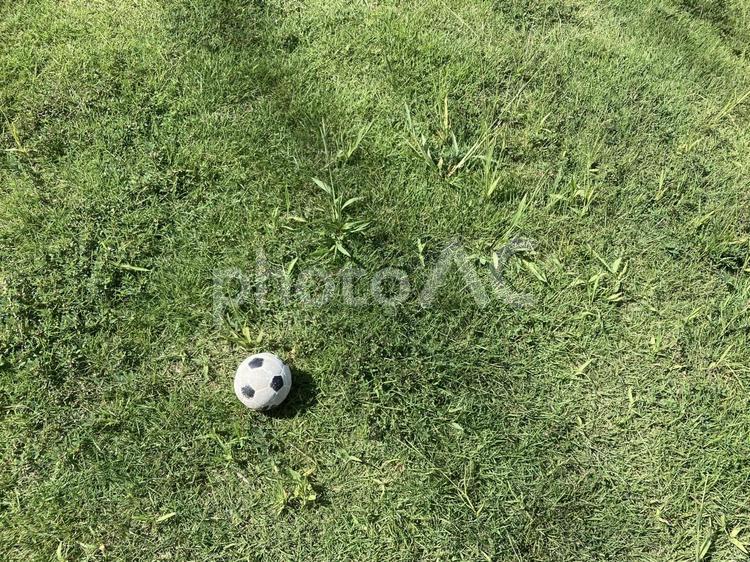 緑鮮やかな芝生とボール 緑,鮮やか,芝生の写真素材
