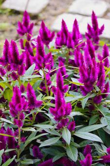 ケイトウの花の2 ケイトウの花の2 自然,フラワー,癒やしの写真素材