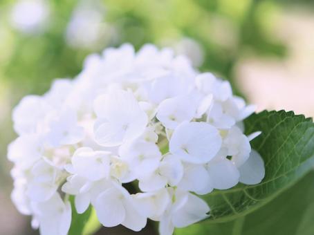 純白のアジサイ 純白のアジサイ アジサイ,白色,花の写真素材