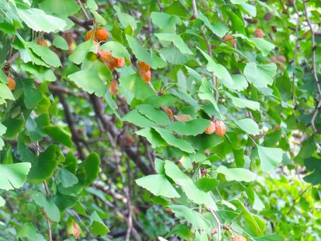 銀杏 イチョウ,ギンナン,街路樹の写真素材