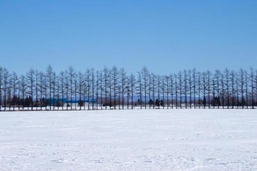 青空と雪原の林 青空と雪原の林の写真