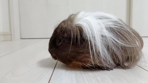 長毛種のモルモット モルモット,長毛,長毛種の写真素材