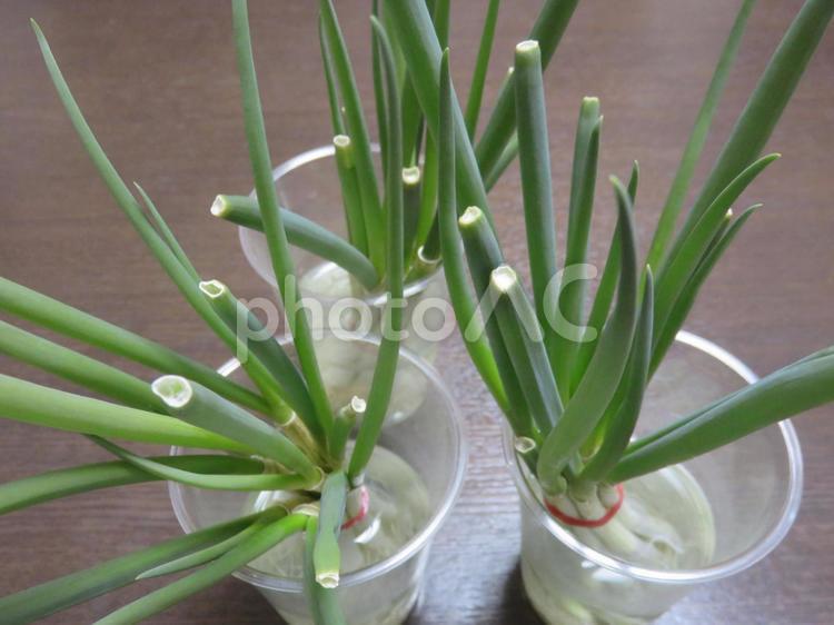 再生栽培 再生栽培,小ねぎ,ネギの再生栽培の写真素材