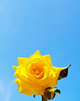 黄色いバラと青空 自然,晴れ,植物の写真素材
