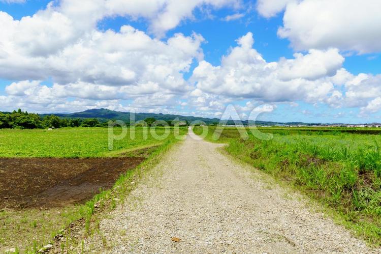 真夏の田舎道と青空 田舎道,田園風景,農道の写真素材