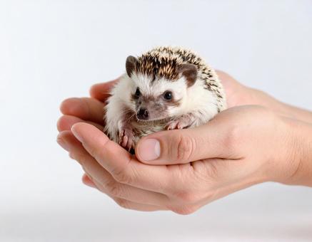 手のひらに乗っているハリネズミ5 手のひらに乗っているハリネズミ5の写真