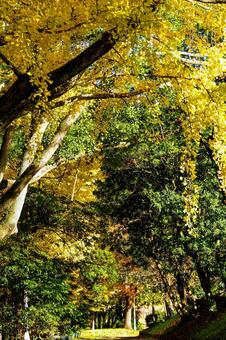 黄色と緑のコントラストが美しい木漏れ日 イチョウ,銀杏,葉の写真素材