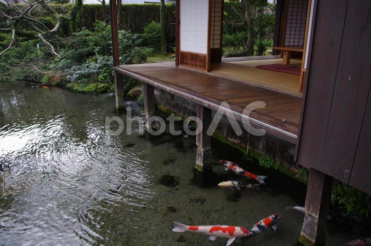 島原　武家屋敷　四明荘の池で泳ぐ錦鯉 四明荘,武家屋敷,島原の写真素材
