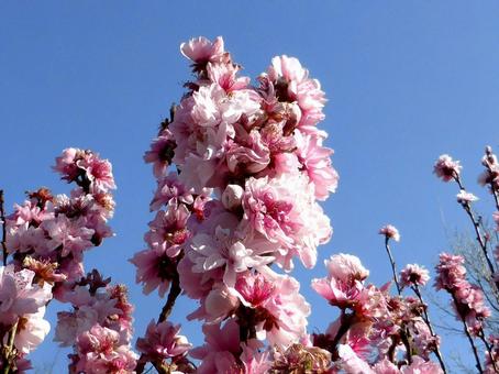 公園の一角で空に向かって咲くハナモモ ハナモモ,花,植物の写真素材