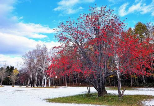 ナナカマド　雪 ナナカマド,ナナカマドの赤い実,木の写真素材