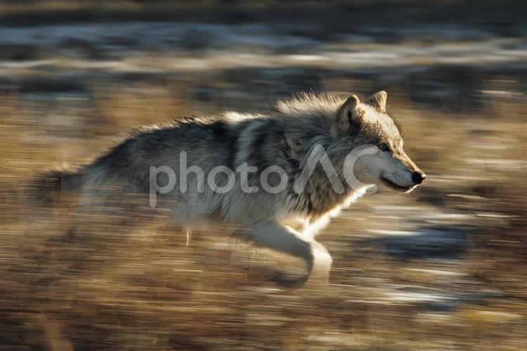 毛並み輝く狼の躍動感 オオカミ,狼,走るの写真素材