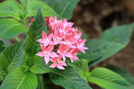 Pink pentas flower, JPG Pink pentas flower, JPG