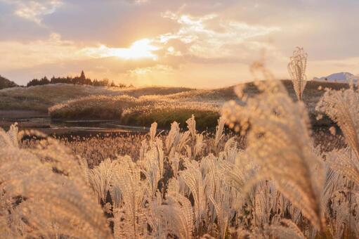 夕陽に染まるススキ ススキ,夕焼け,草原の写真素材