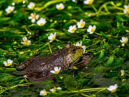 水辺のウシガエル 水辺のウシガエルの写真