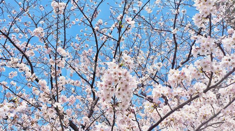 ソメイヨシノが満開　背景素材 ソメイヨシノ,春,青空の写真素材