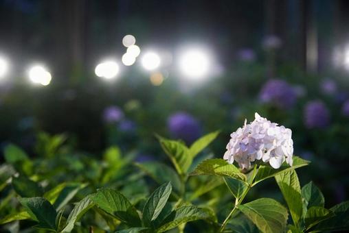 三室戸寺の紫陽花 三室戸寺の紫陽花の写真