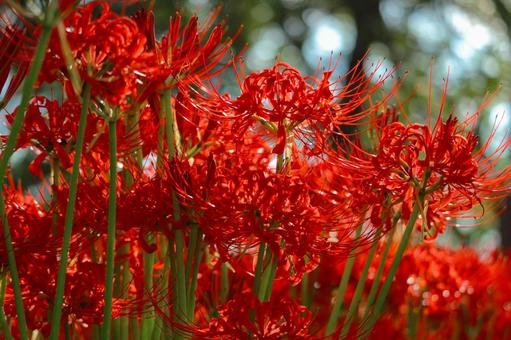 曼殊沙華_6 秋,曼殊沙華,彼岸花の写真素材