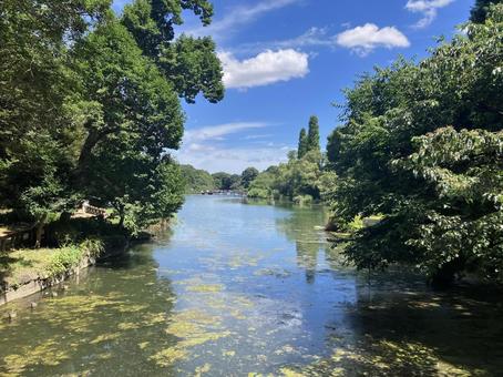 夏の井の頭公園風景 夏の井の頭公園風景 井の頭公園,恩賜公園,公園の写真素材