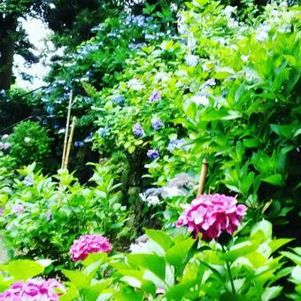 紫陽花 紫陽花 紫陽花,きれい,自然の写真素材