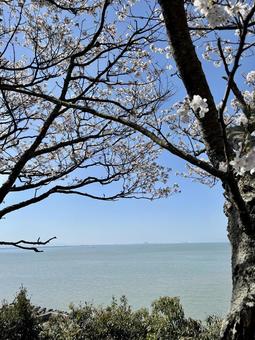 桜と海と空　風景素材 春,桜,自然の写真素材