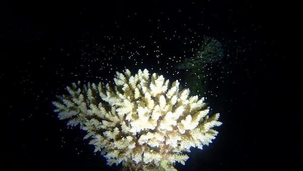 サンゴの産卵 サンゴの産卵の写真