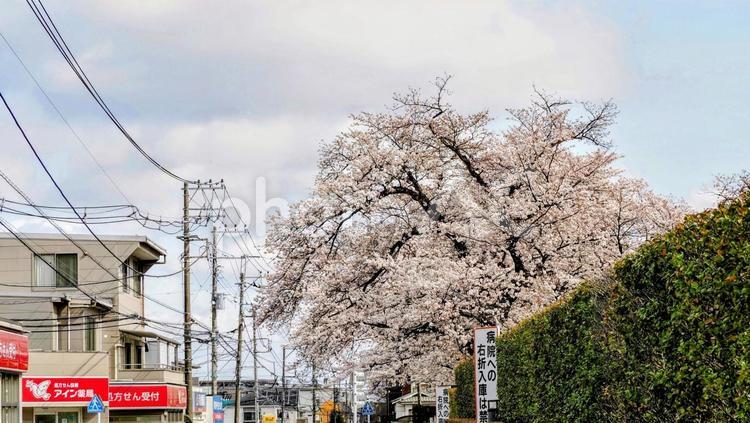 青梅市の春・花曇りの桜＆河辺駅周辺 桜,青梅市,春の写真素材