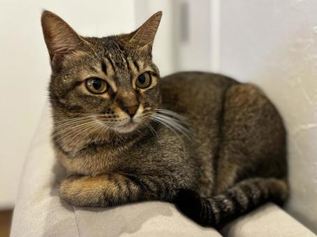 ソファーの上のキジトラ キジトラ,猫,ネコの写真素材