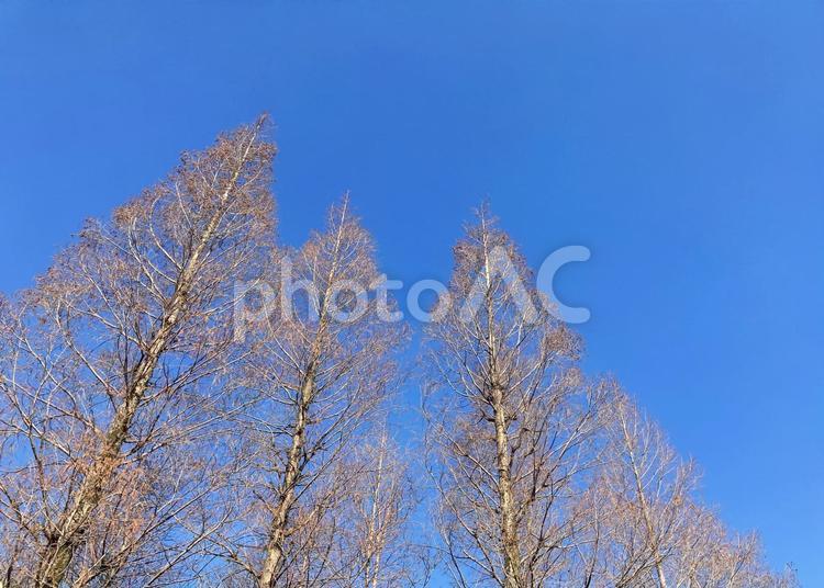 樹木 樹木,林,木の写真素材