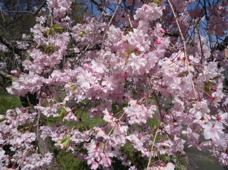 しだれ桜の花 しだれ桜の花の写真