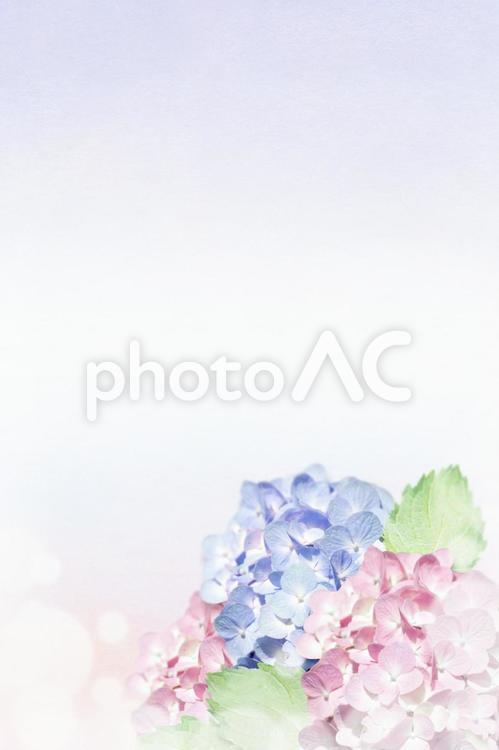 アジサイの花の葉書２ 紫陽花,あじさい,アジサイの写真素材