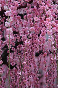 ウメの花 ウメの花の写真