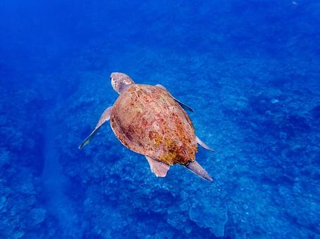 アカウミガメ アカウミガメの写真