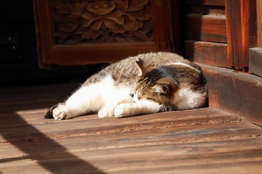 縁側で昼寝する猫 縁側で昼寝する猫の写真