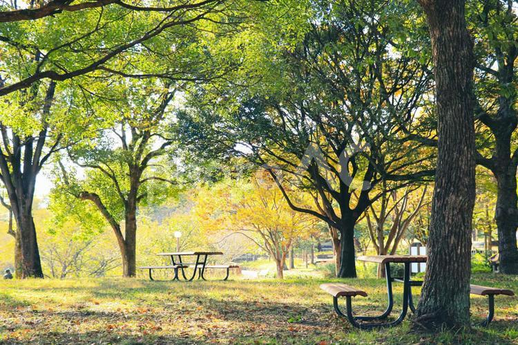 公園のテーブルとベンチ　木漏れ日が溢れる森林浴スポット 公園,木漏れ日,日差しの写真素材