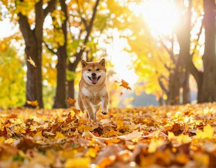 秋の柴犬 秋の柴犬の写真
