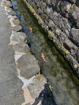 島原　恋の泳ぐ水路 島原,湧水,湧き水の写真素材